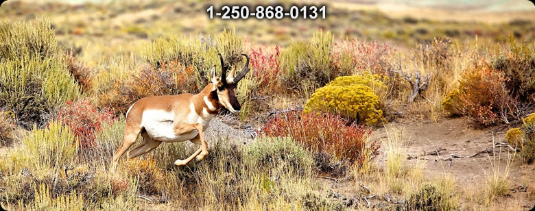 Bushcraft Canada photo