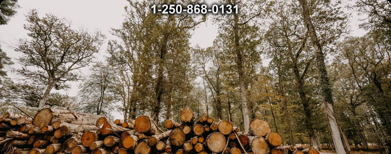 Bushcraft Canada photo