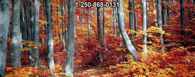 Bushcraft Canada photo