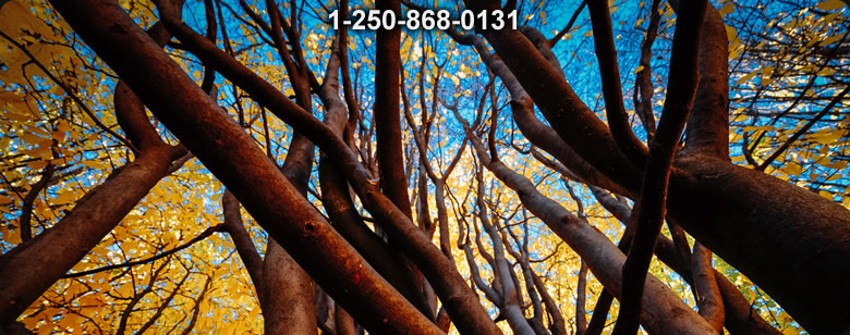 Bushcraft Canada photo